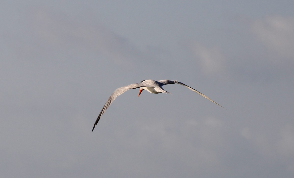 Royal Tern - Fritz (Boch) Hoeflein