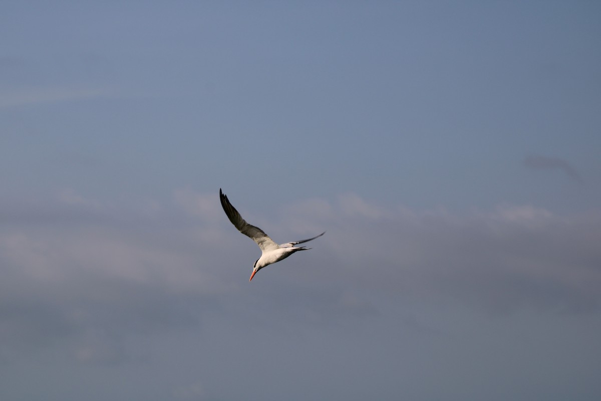 Royal Tern - Fritz (Boch) Hoeflein