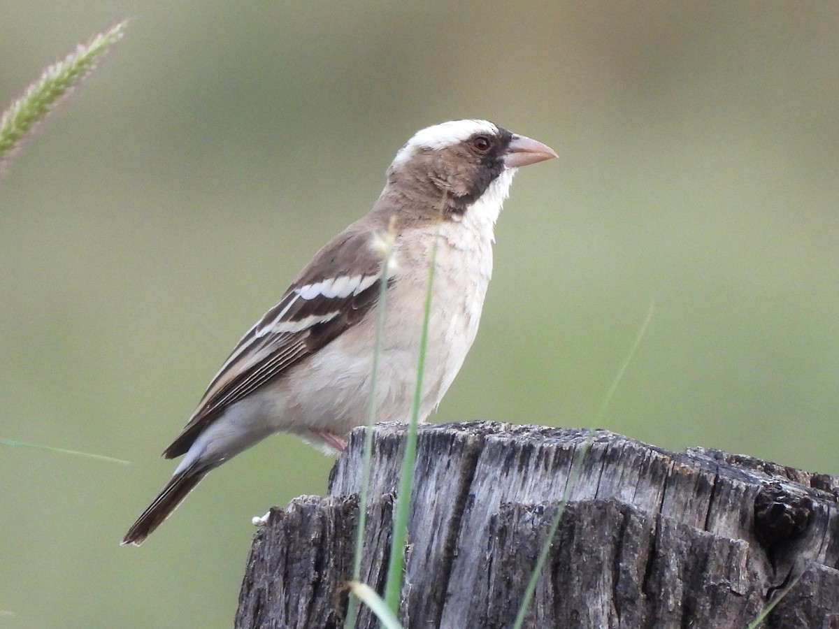 White-browed Sparrow-Weaver - ML616852382