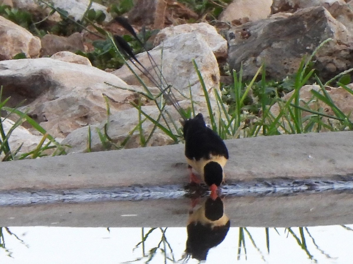 Shaft-tailed Whydah - ML616852389