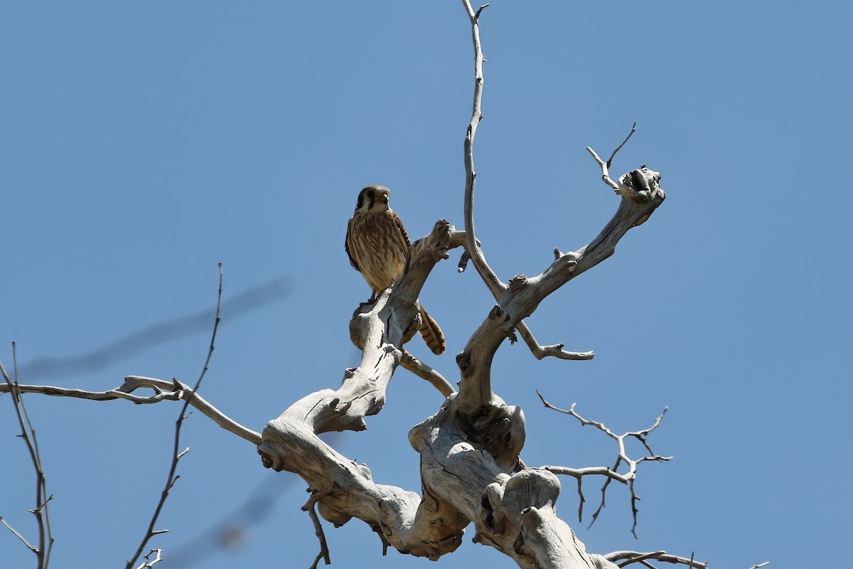 American Kestrel - ML616852399