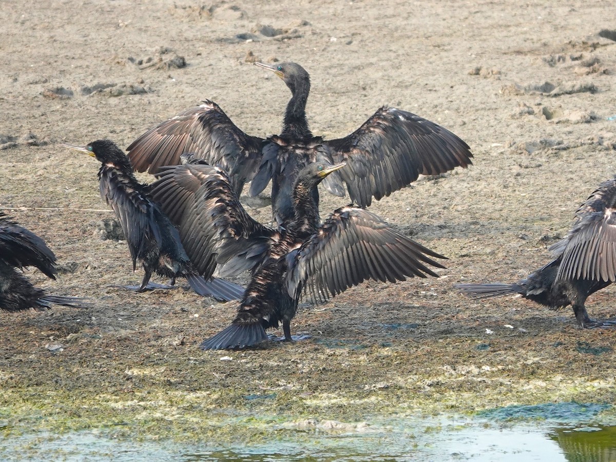 Indian Cormorant - ML616852417