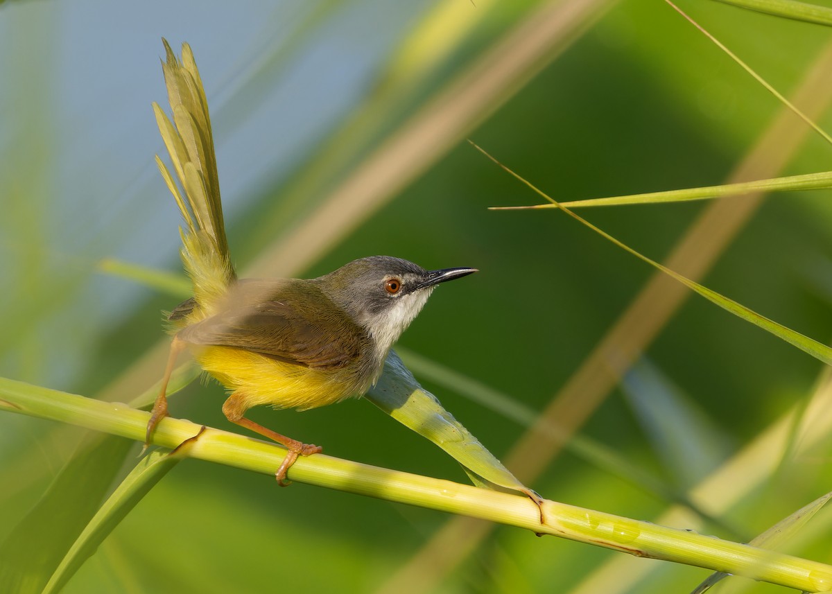 Yellow-bellied Prinia (Yellow-bellied) - ML616852421