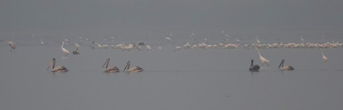 Spot-billed Pelican - ML616852437