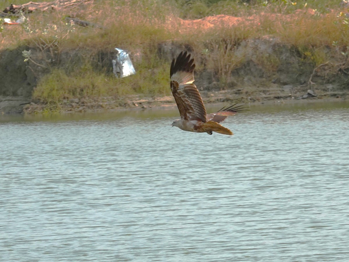 Brahminy Kite - Kumar R N