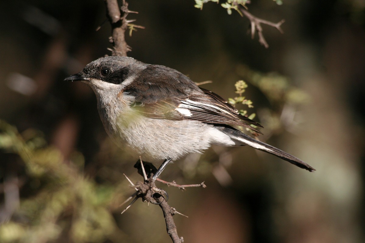 Fiscal Flycatcher - ML616852448