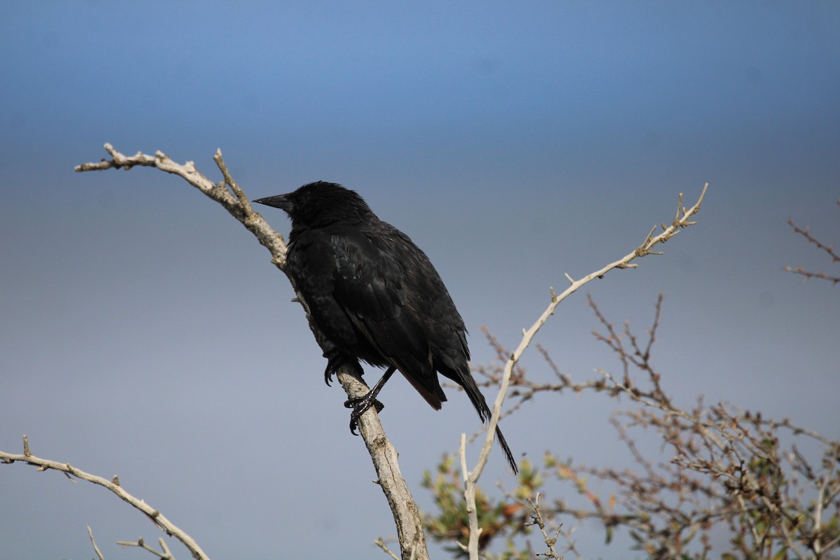 Austral Blackbird - ML616852449