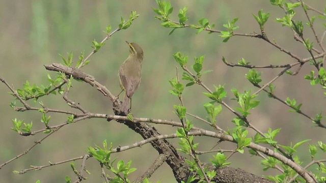 Mosquitero de Tickell/de Quinghai - ML616852505