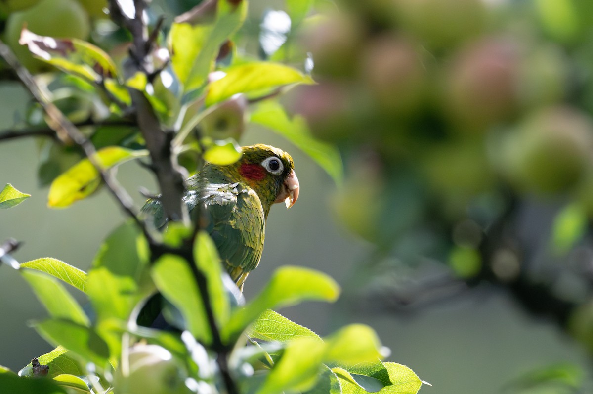 Sulphur-winged Parakeet - ML616852559