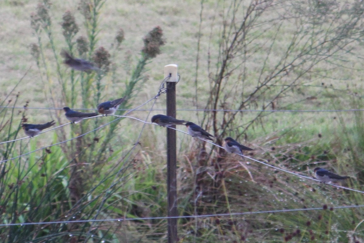 Golondrina Australiana - ML616852594