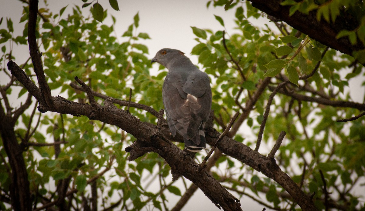 African Cuckoo-Hawk - ML616852597
