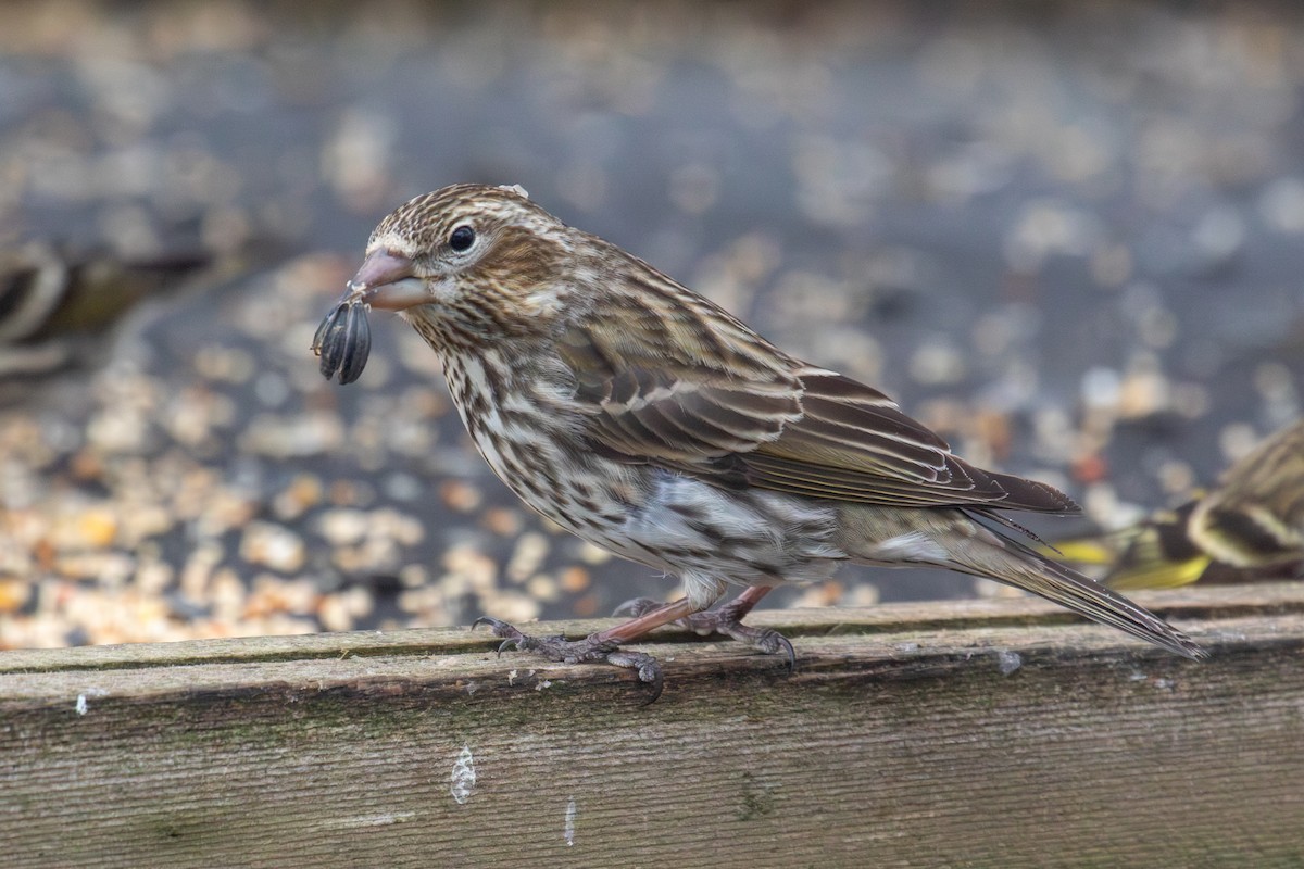 Cassin's Finch - ML616852600