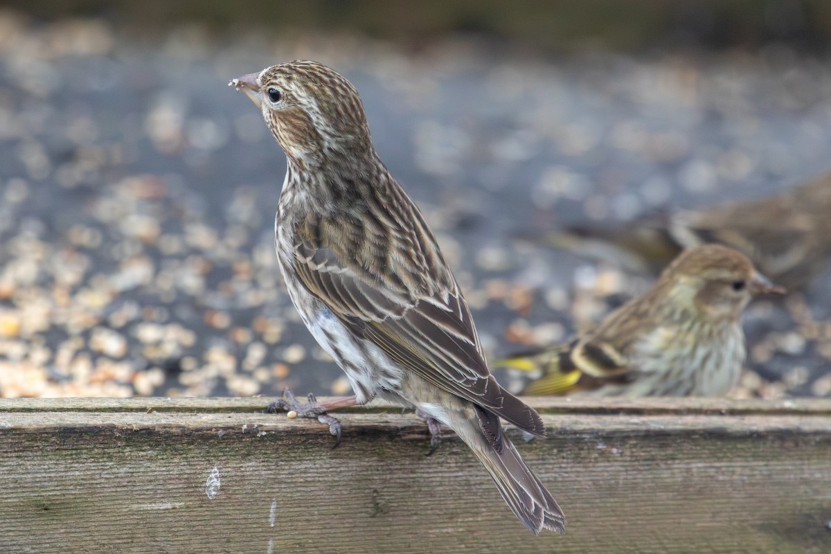 Cassin's Finch - ML616852601