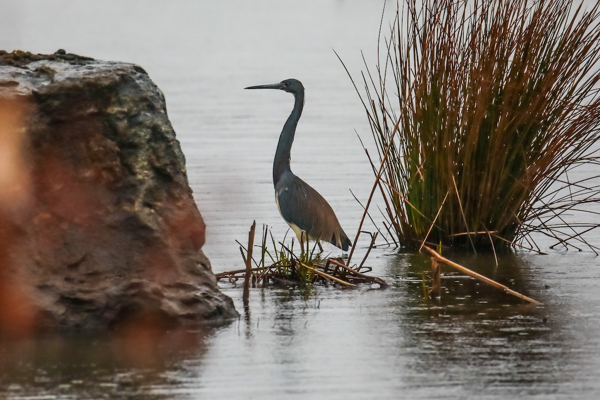 Tricolored Heron - ML616852617