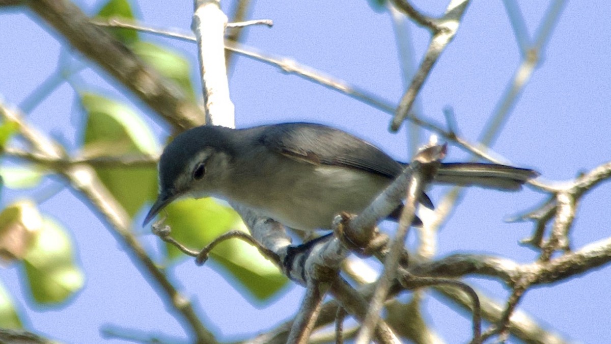 White-browed Gnatcatcher - ML616852620