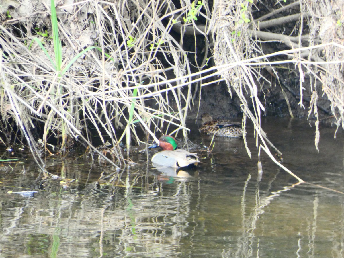 Green-winged Teal - ML616852663