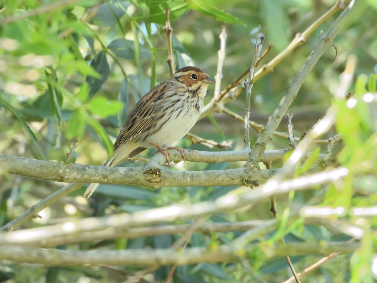 Little Bunting - Antonio Tamayo