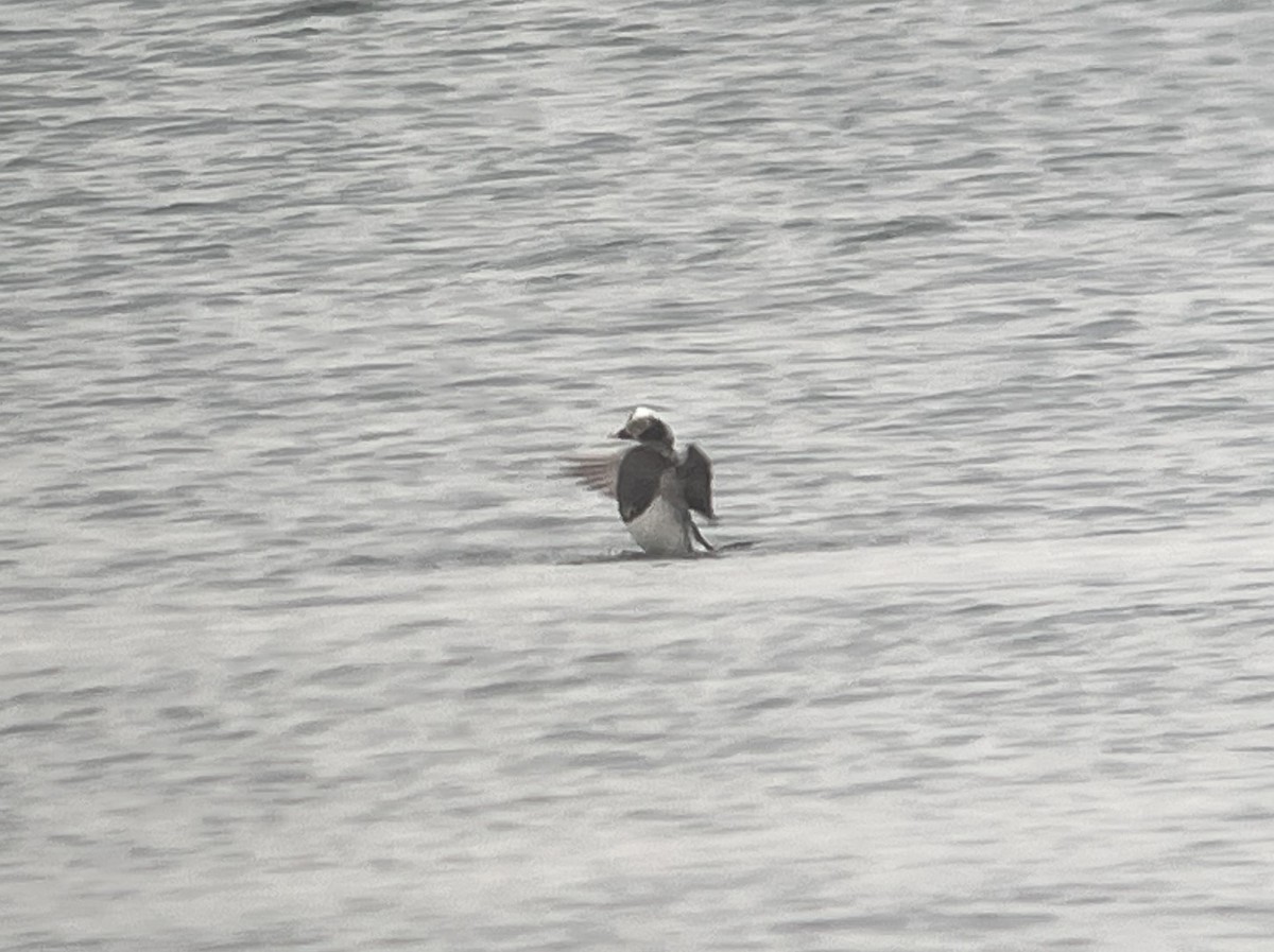 Long-tailed Duck - Bill Shelmerdine