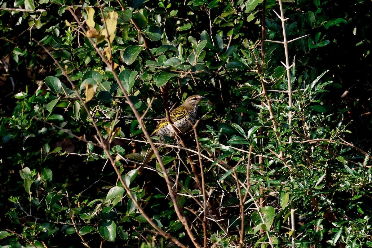 Black Cuckooshrike - Martin Hosier