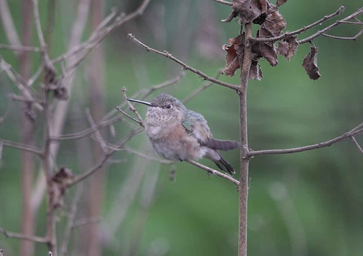 Broad-tailed Hummingbird - ML616852819