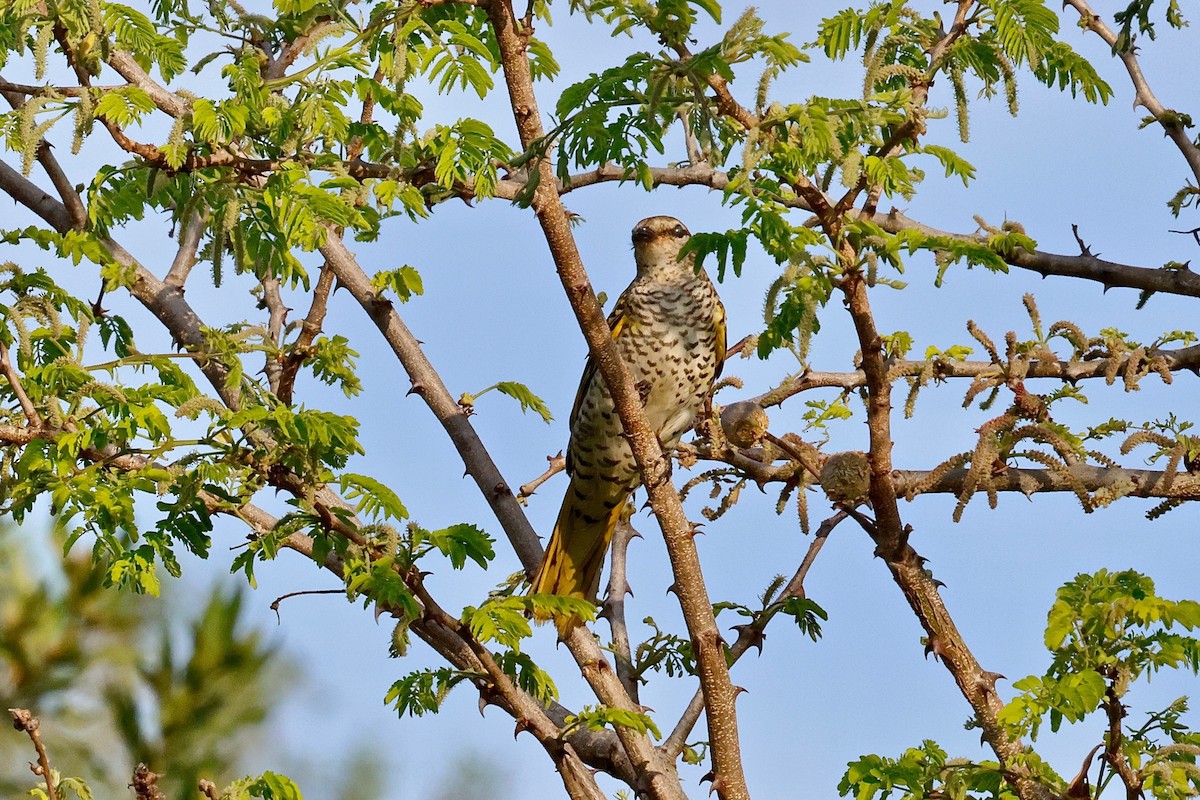 Black Cuckooshrike - ML616852830