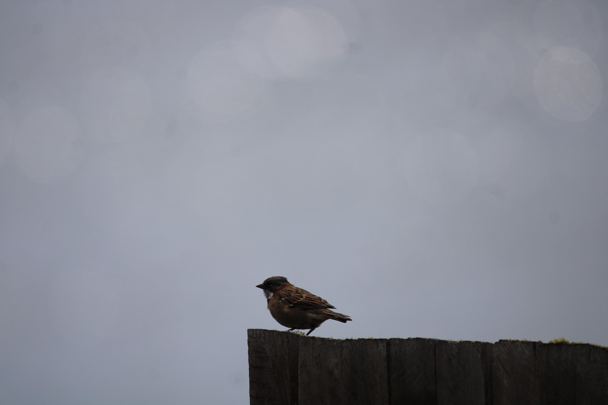 Rufous-collared Sparrow - ML616852847