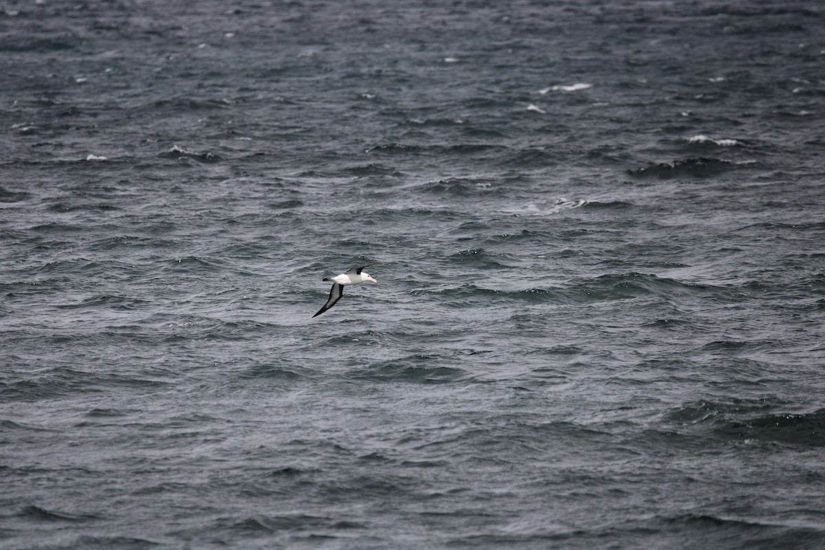 Black-browed Albatross - ML616852860