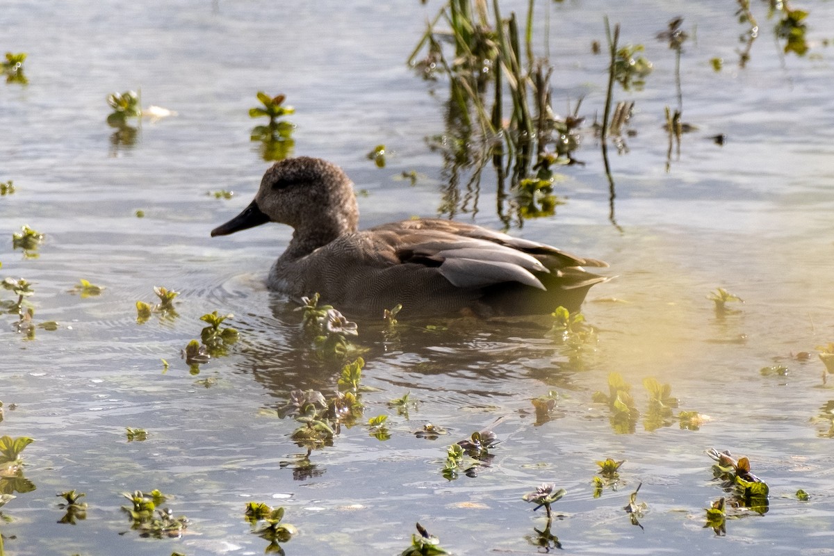 Gadwall - ML616852891