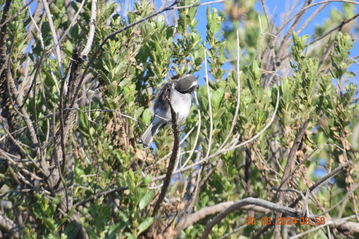 White-browed Chat-Tyrant - Reynaldo Valdivia Reyes