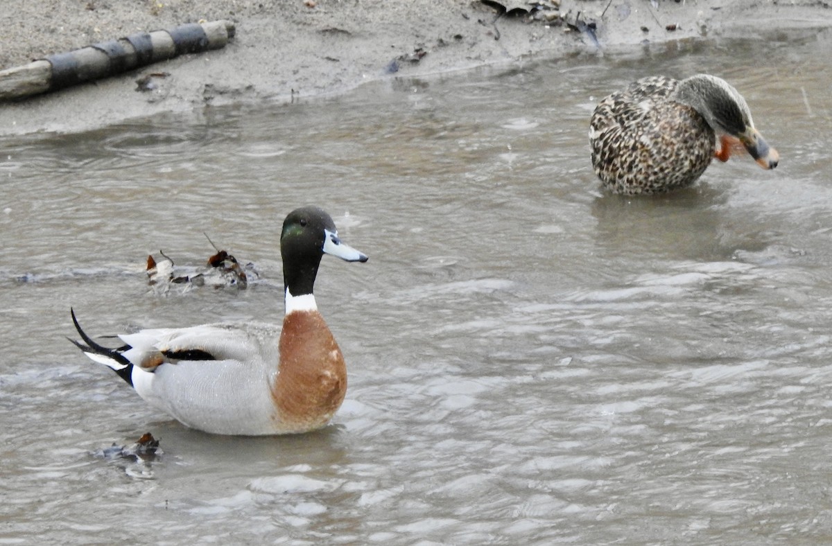 Mallard x Northern Pintail (hybrid) - ML616852908