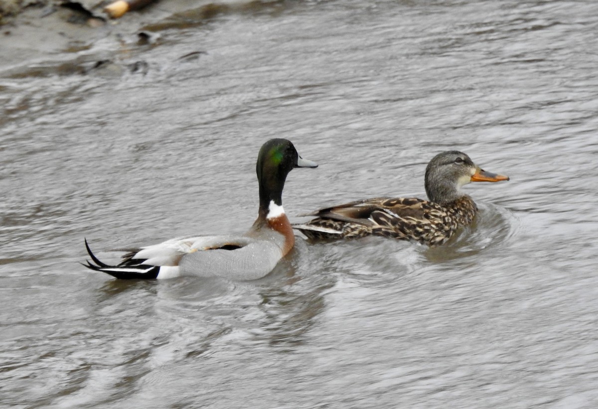 Mallard x Northern Pintail (hybrid) - ML616852909