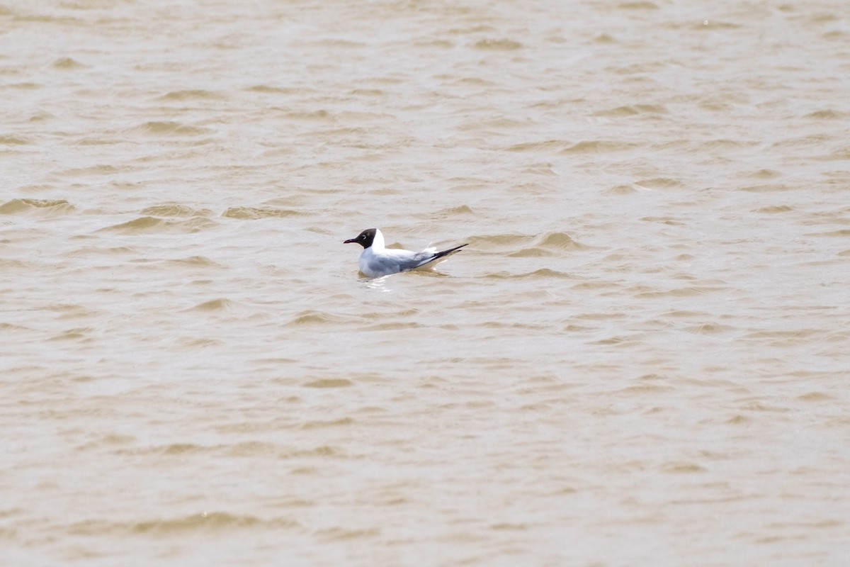 Black-headed Gull - ML616852915