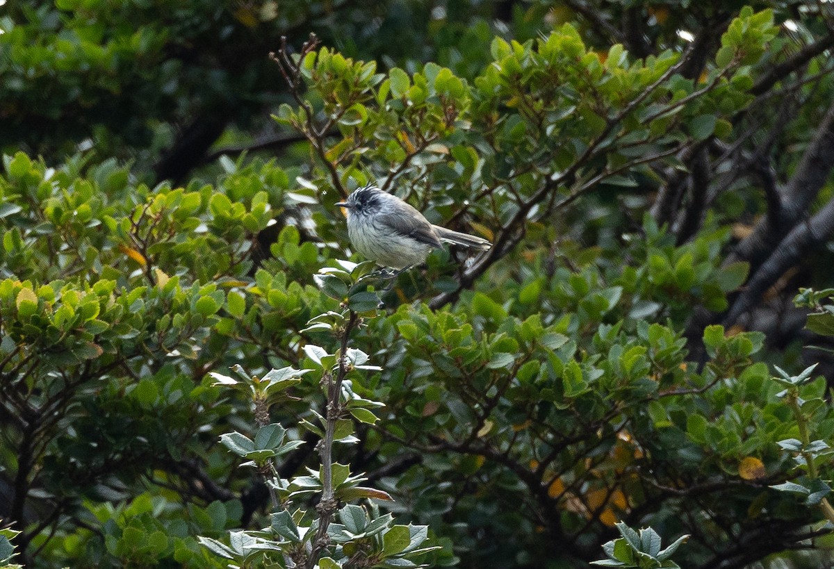 Taurillon mésange - ML616852925