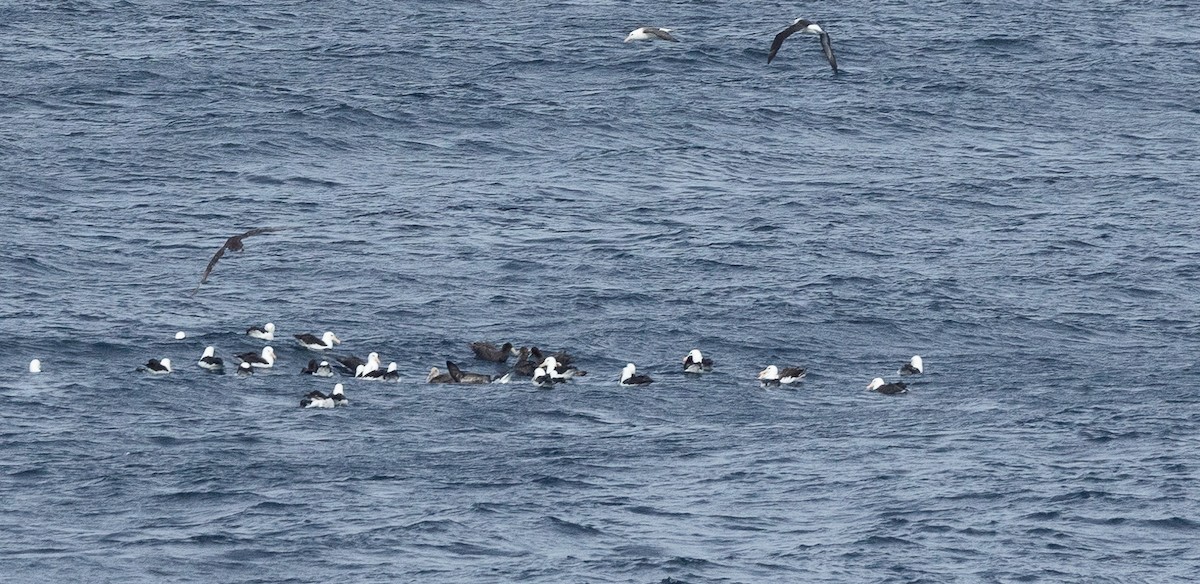 Black-browed Albatross (Black-browed) - ML616852972