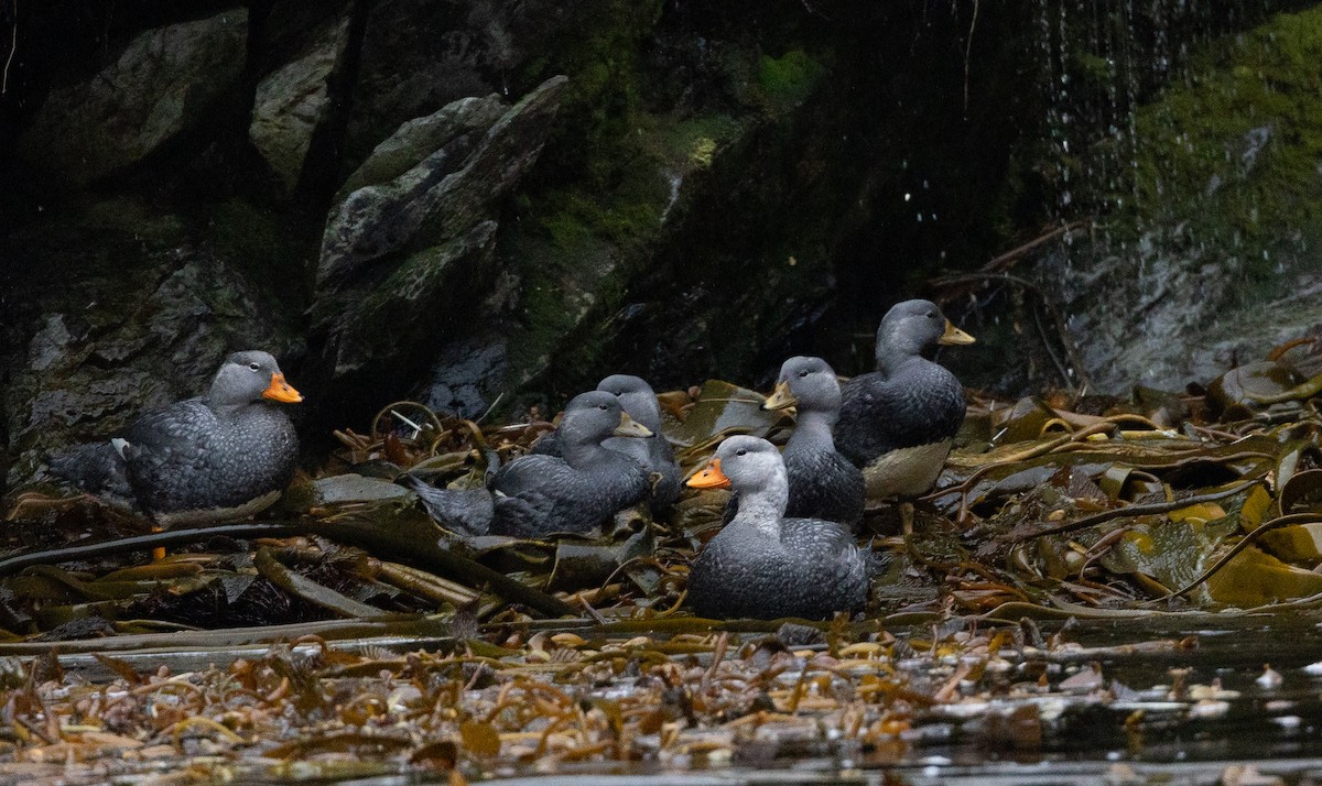 Flightless Steamer-Duck - ML616853022