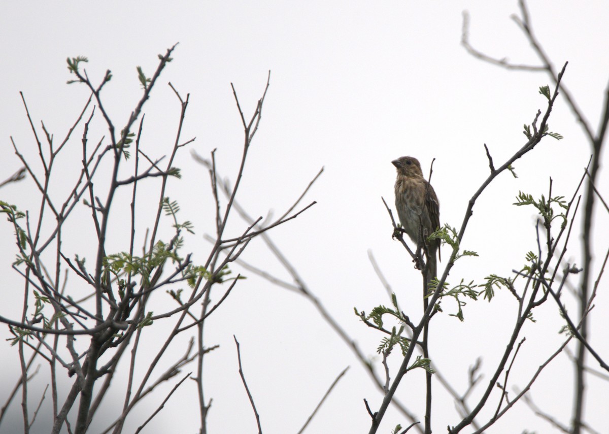 Common Rosefinch - ML616853037