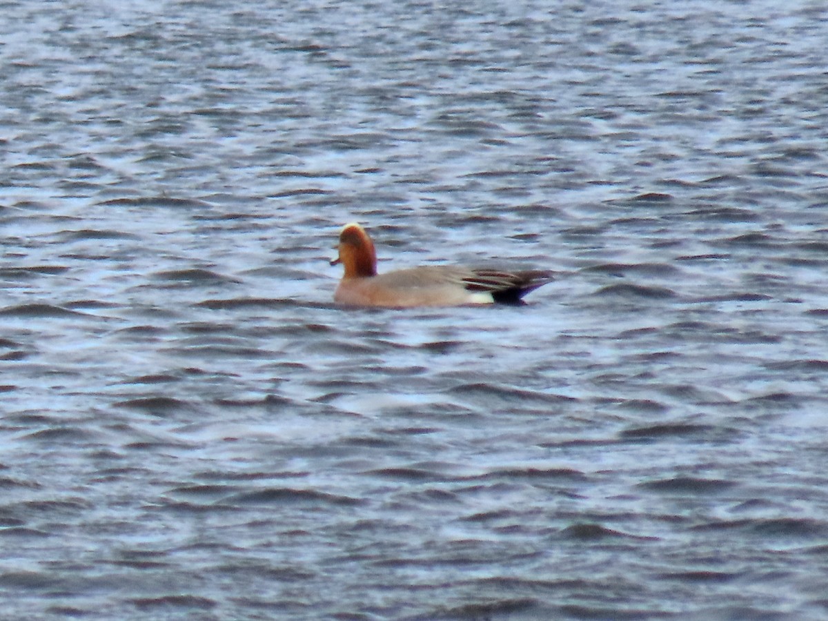 Eurasian x American Wigeon (hybrid) - ML616853058