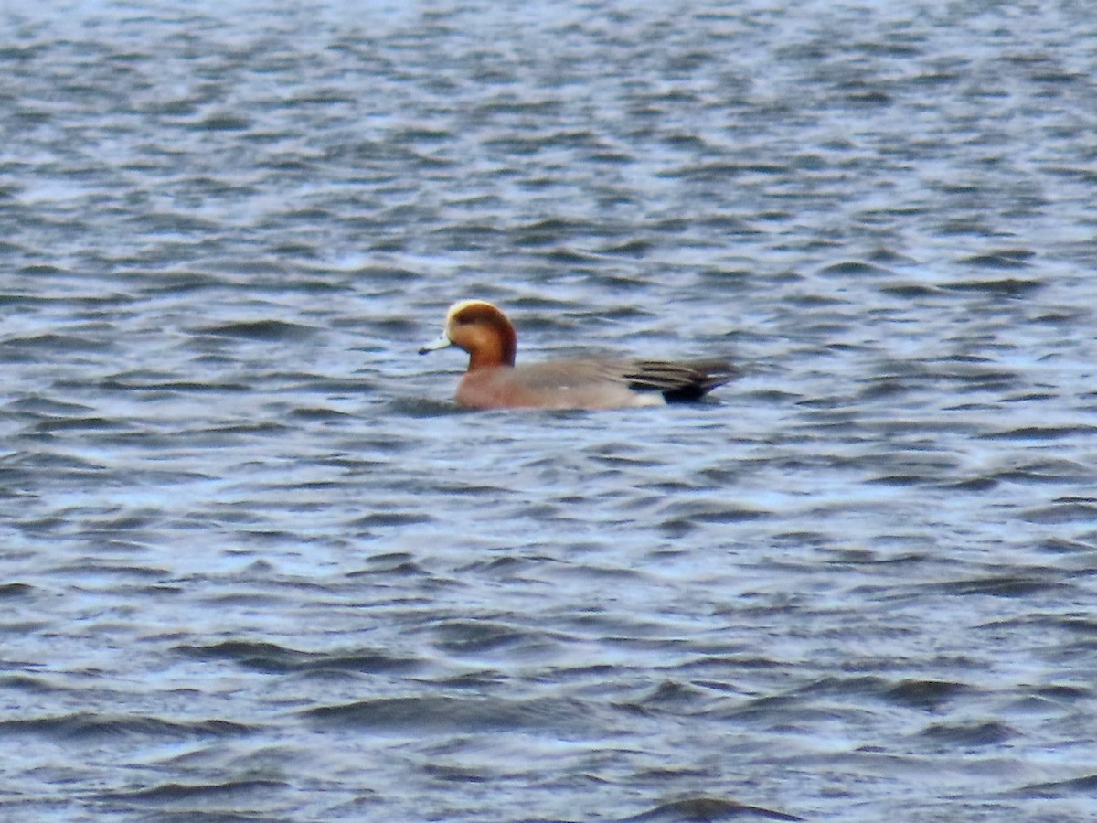 Eurasian x American Wigeon (hybrid) - Mark D. Read