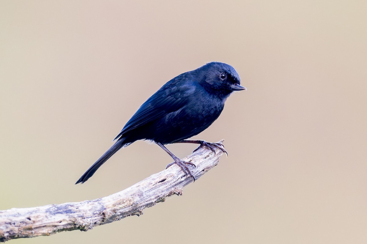 Black Flowerpiercer - Ryan Shean