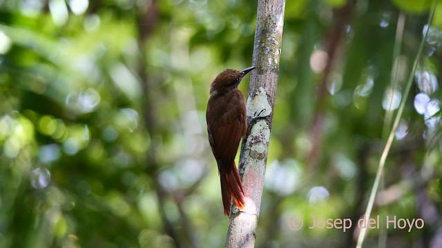 Plain-brown Woodcreeper (Plain-brown) - ML616853101