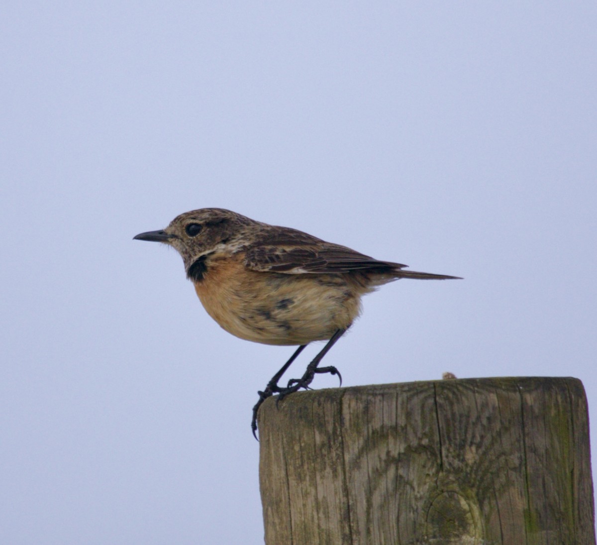 European Stonechat - ML616853172