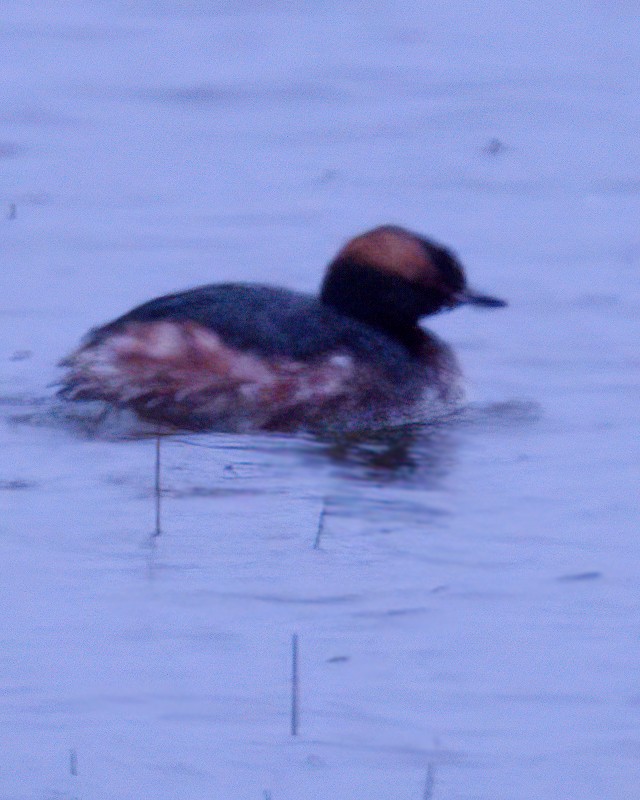 Horned Grebe - ML616853182