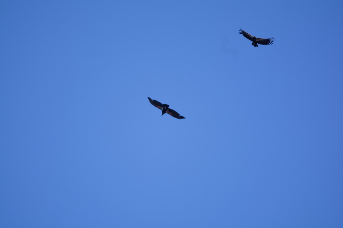 California Condor - BreeAnn Crofts