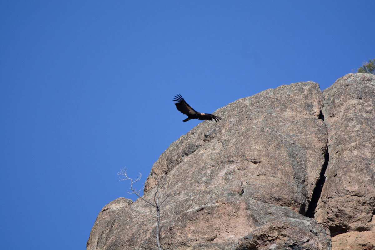 California Condor - BreeAnn Crofts