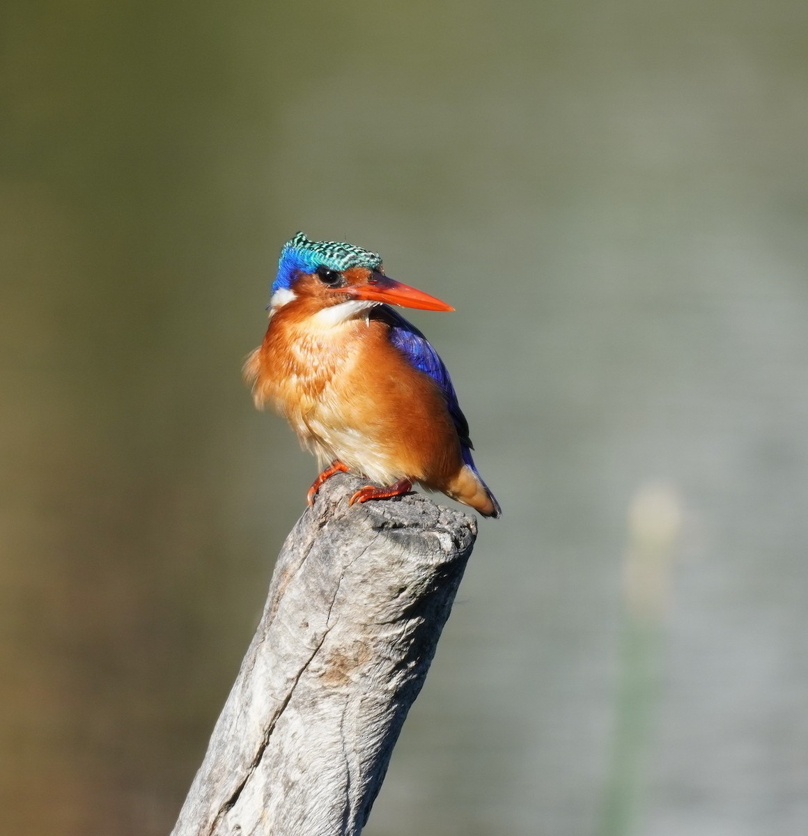 Malachite Kingfisher - ML616853284