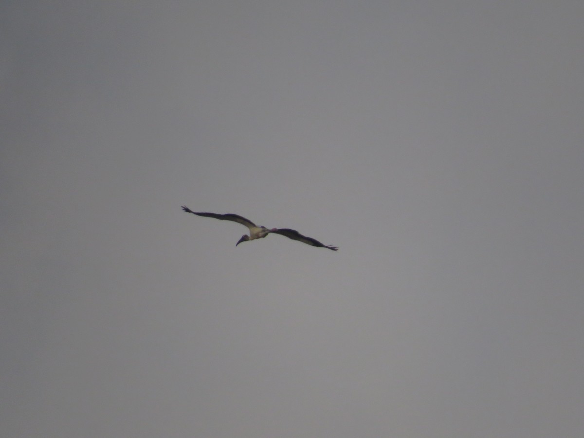 Wood Stork - ML616853290