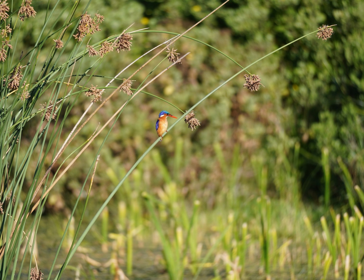 Malachite Kingfisher - ML616853294