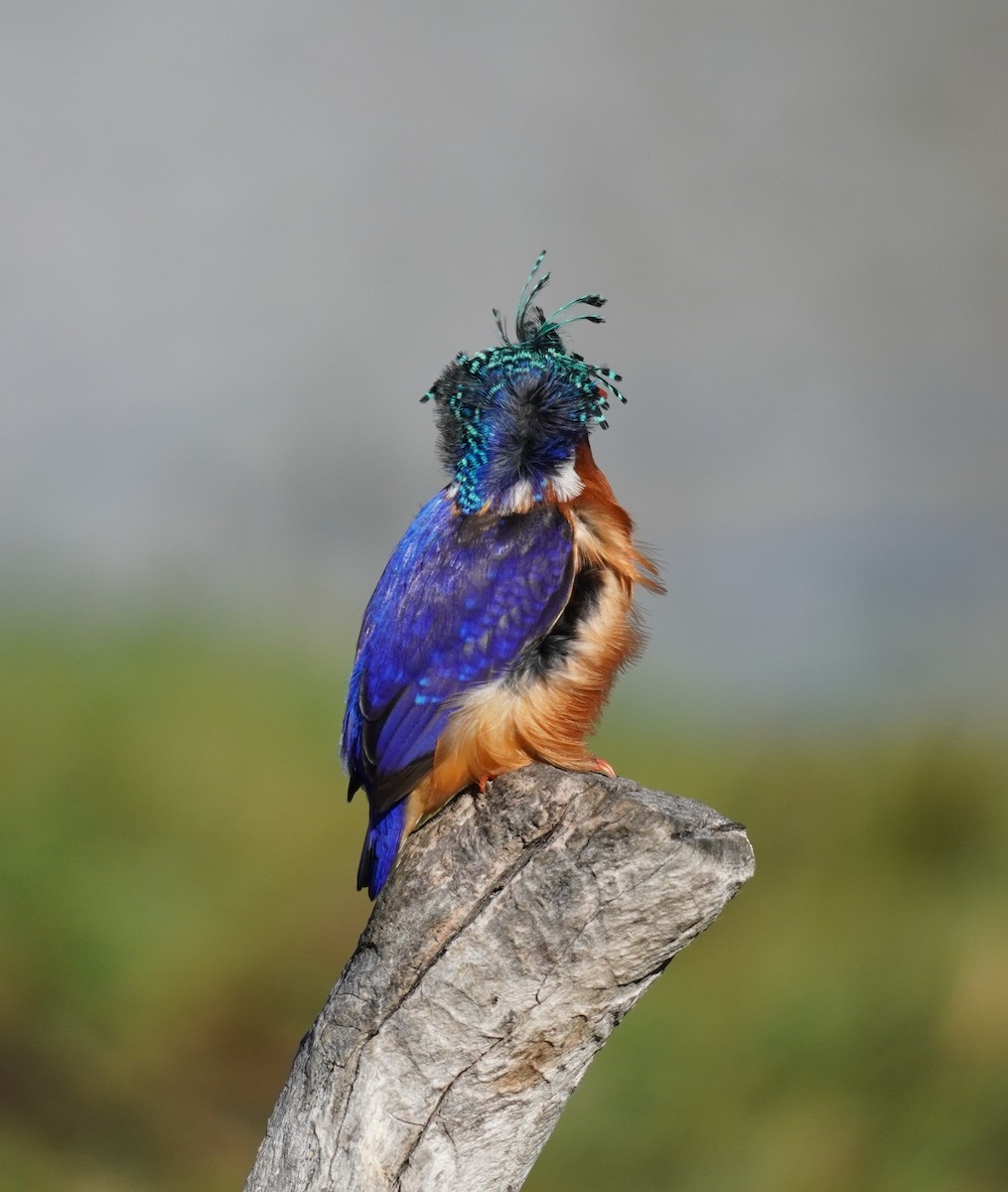 Malachite Kingfisher - ML616853329