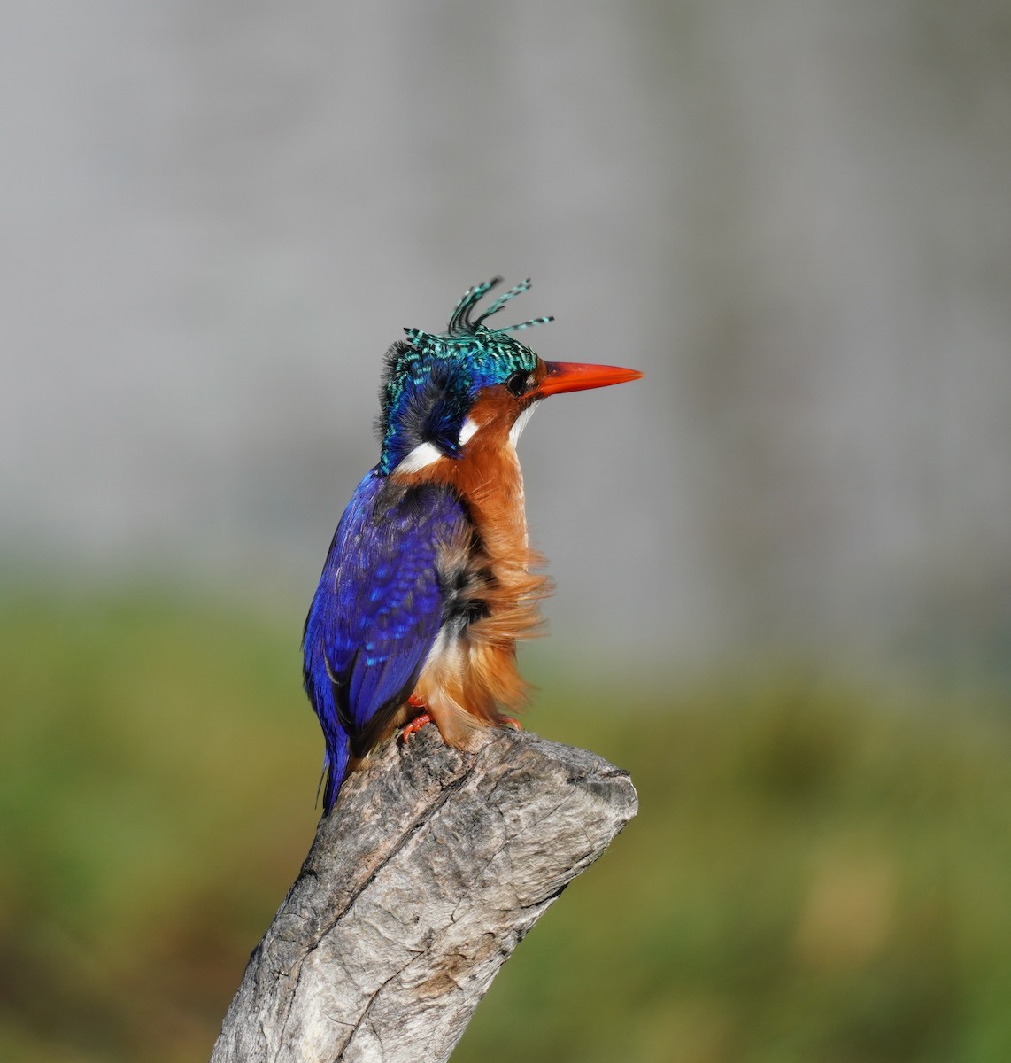 Malachite Kingfisher - ML616853331