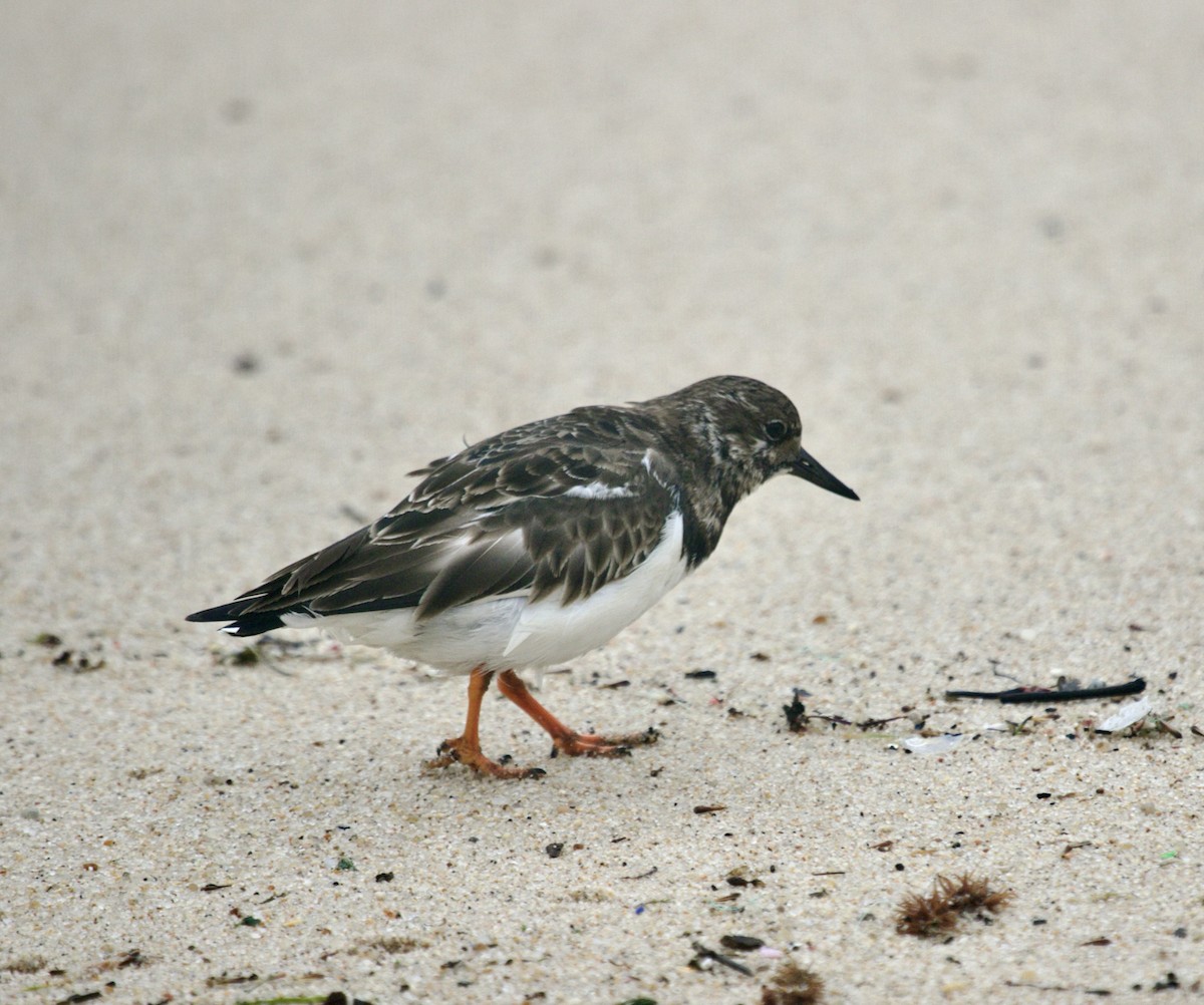 Ruddy Turnstone - ML616853347